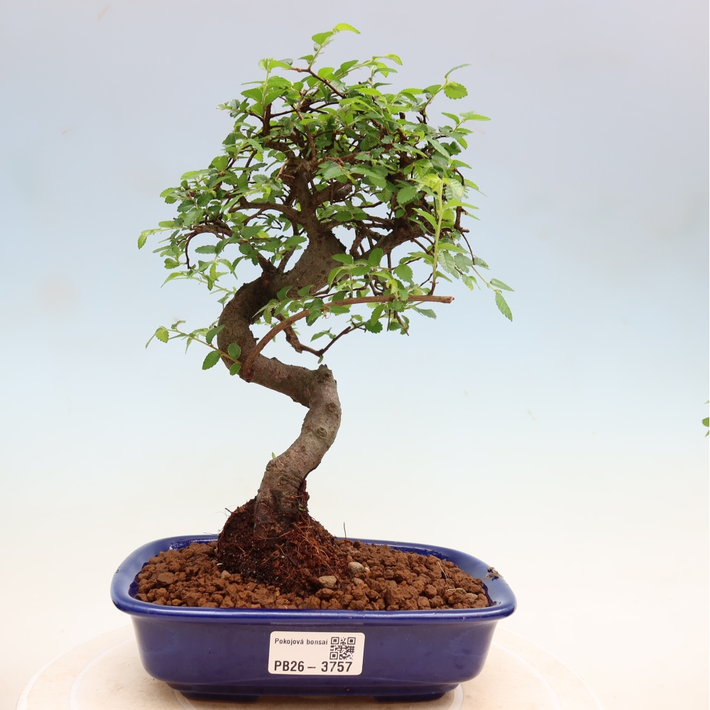 Pokój bonsai - Ulmus parvifolia - Wiąz drobnolistny