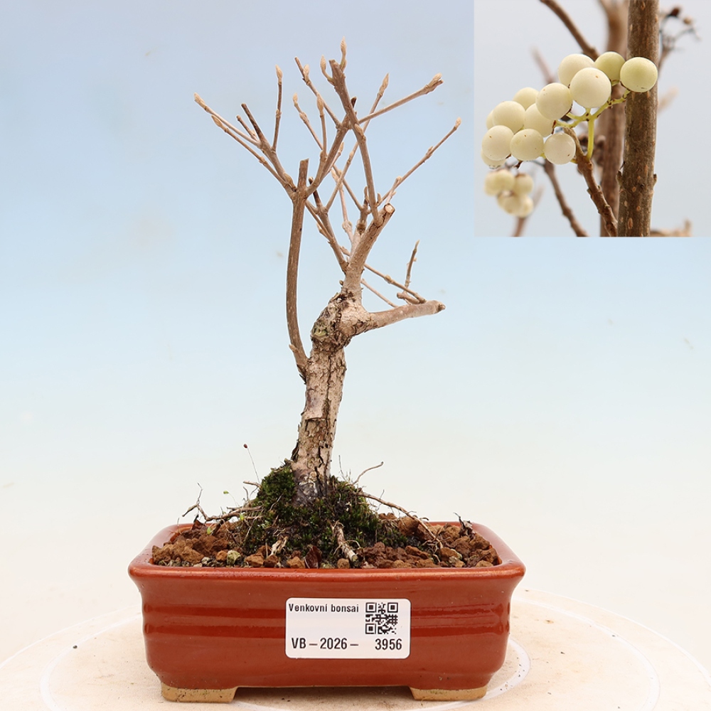 Bonsai ogrodowe – Callicarpa bodinieri Snowqueen – pięknoowocówka
