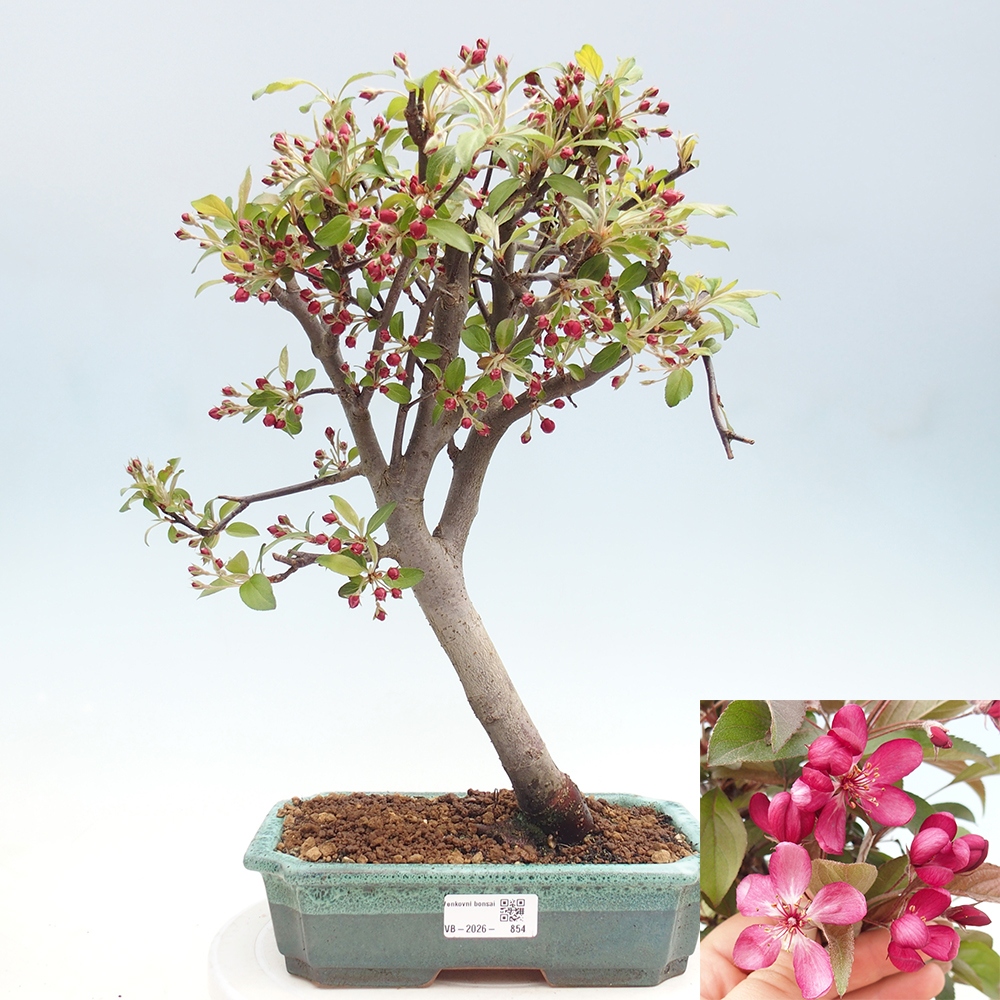 Outdoor bonsai - Malus domestica - Jabłoń czerwonolistna o małych owocach