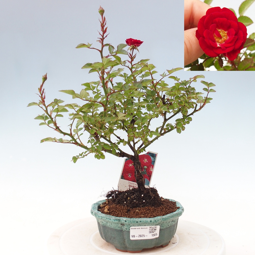 Bonsai na zewnątrz - Rosa Kordes - róża 