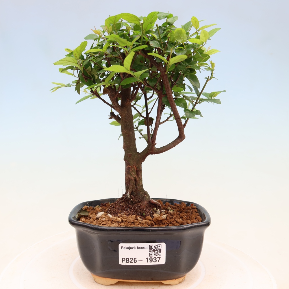 Bonsai pokojowe - Sageretia thea - Sageretia thea