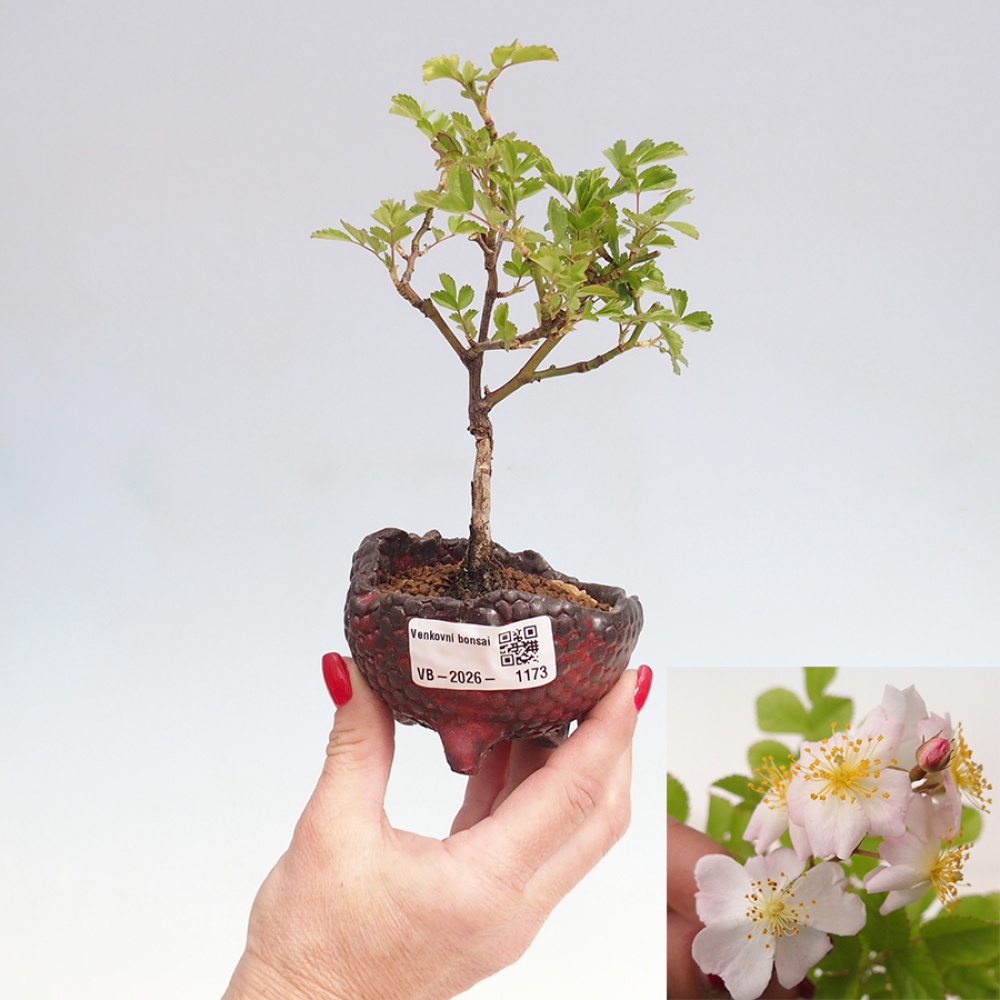 Outdoor bonsai - Rosa sp. - róża drobnokwiatowa