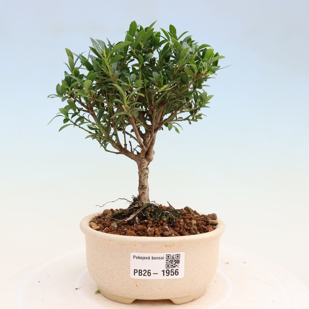 Pokój bonsai - Ilex crenata - Ostrokrzew