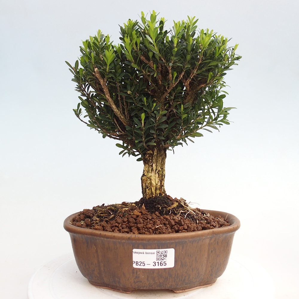 Kryty bonsai - Buxus harlandii - Bukszpan korkowy