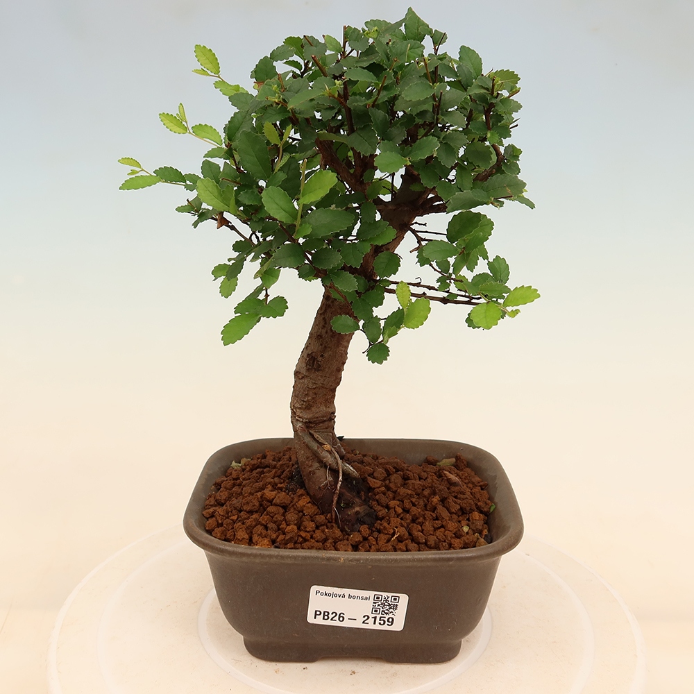 Pokój bonsai - Ulmus parvifolia - Wiąz drobnolistny