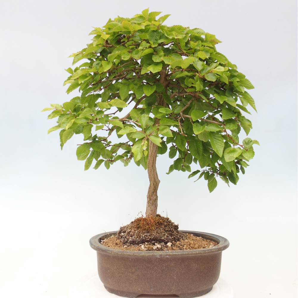 Outdoor bonsai - Carpinus CARPINOIDES - grab koreański
