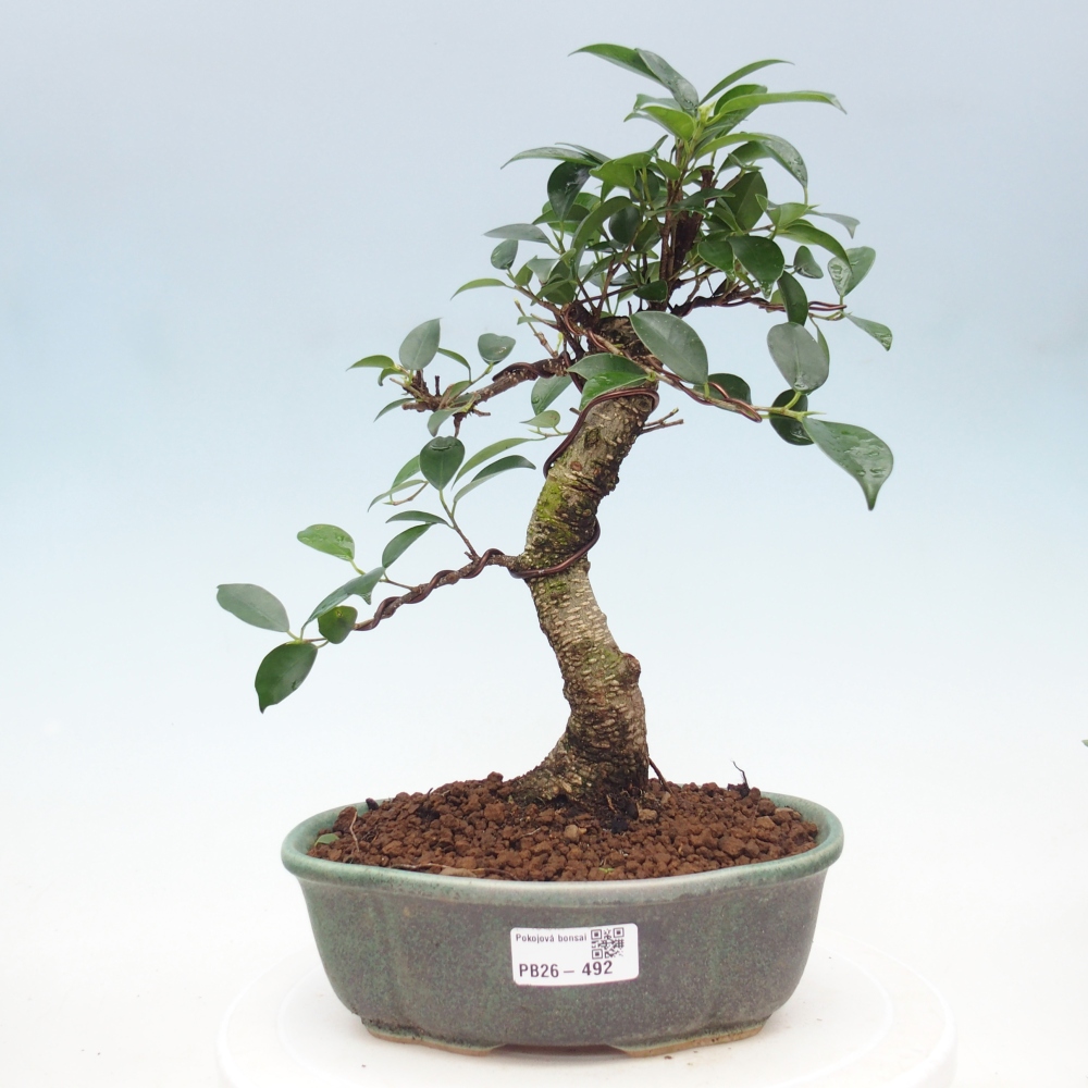 Pokój bonsai - Ficus retusa - figowiec drobnolistny