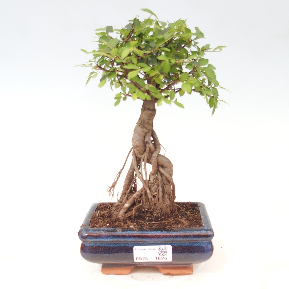 Pokój bonsai - Ulmus parvifolia - Wiąz drobnolistny