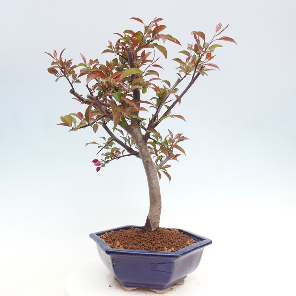 Bonsai zewnętrzne - Malus domowy - Jabłoń czerwonolistna o drobnych owocach