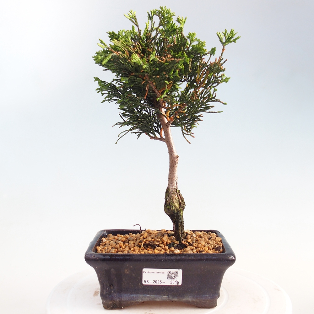 Bonsai na zewnątrz - Cham.pis obtusa Nana Gracilis - Cyprys