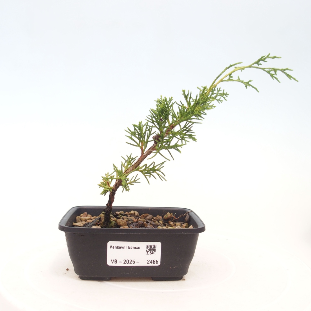 Outdoor bonsai - Juniperus chinensis Itoigawa - Jałowiec chiński