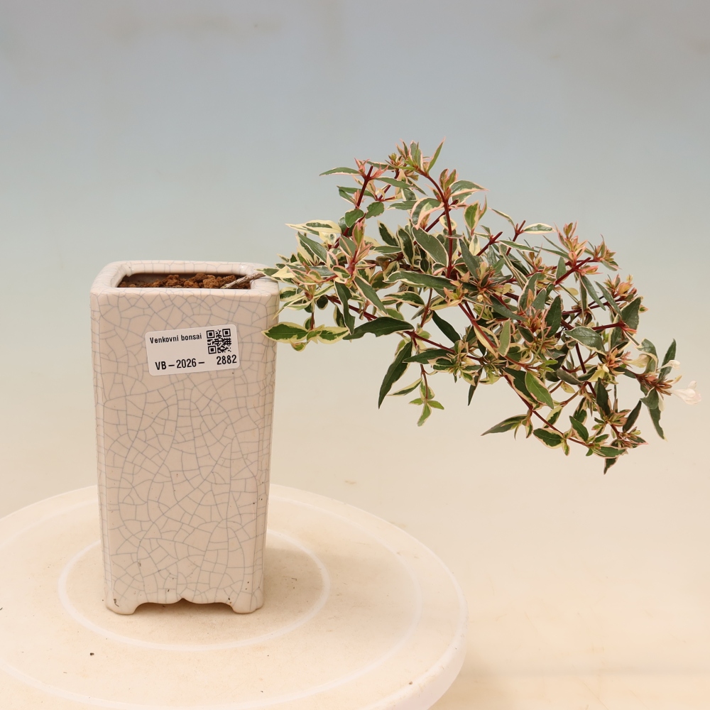 Bonsai ogrodowe – Abelia gr. Confetti – Abelia wielkokwiatowa