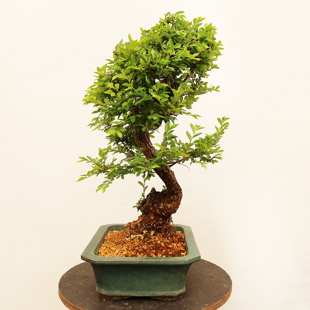 Bonsai na świeżym powietrzu - Zelkova - Zelkova NIRE