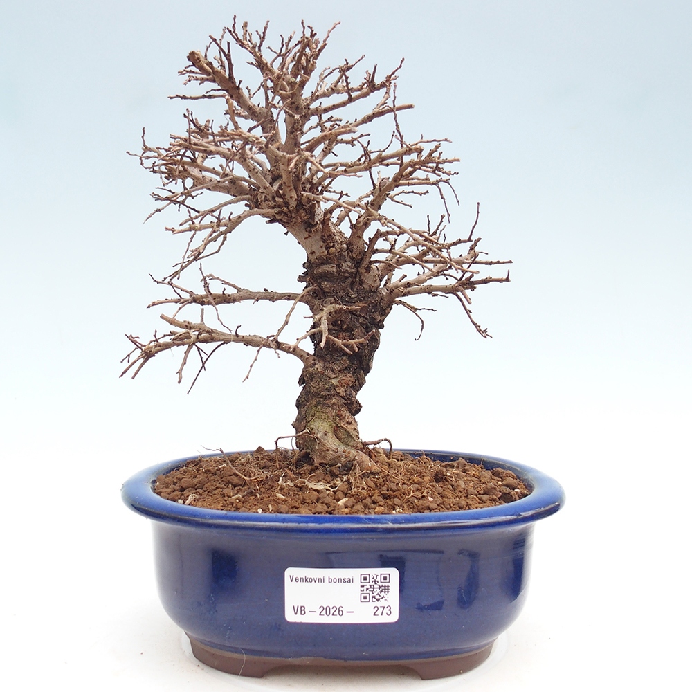 Bonsai zewnętrzne - Zelkova - Zelkova NIRE
