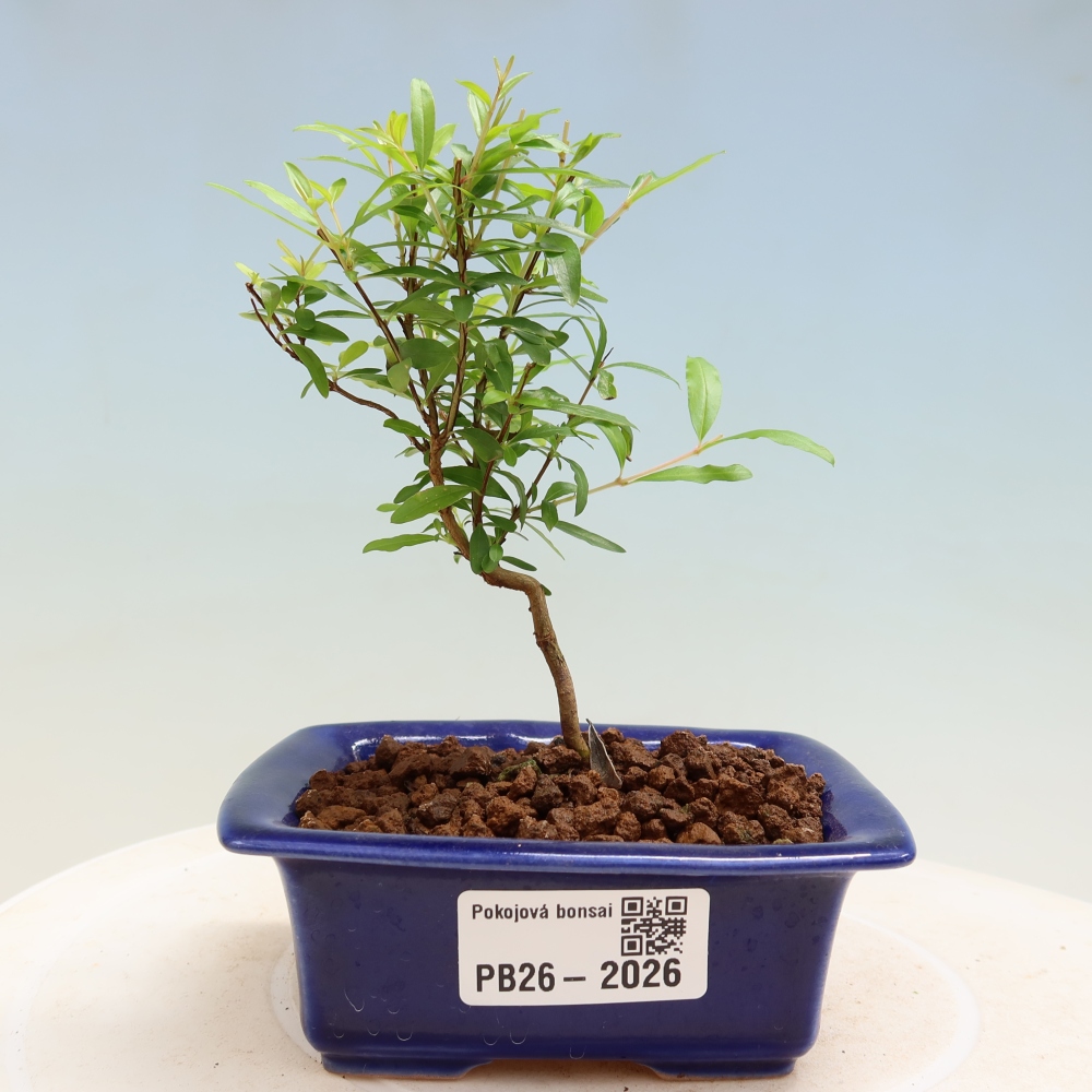 Pokój bonsai - PUNICA granatum nana - jabłko granatu