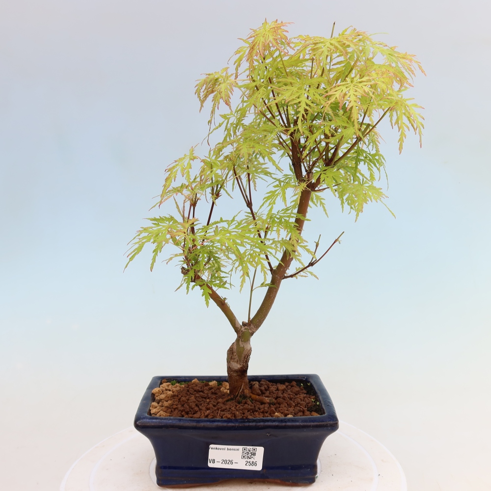 Bonsai ogrodowe – Acer palmatum Dissectum – klon palmowy 