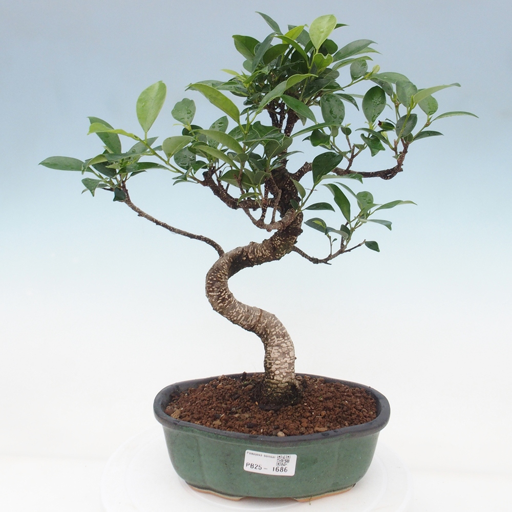 Kryty bonsai - Ficus retusa - figowiec drobnolistny