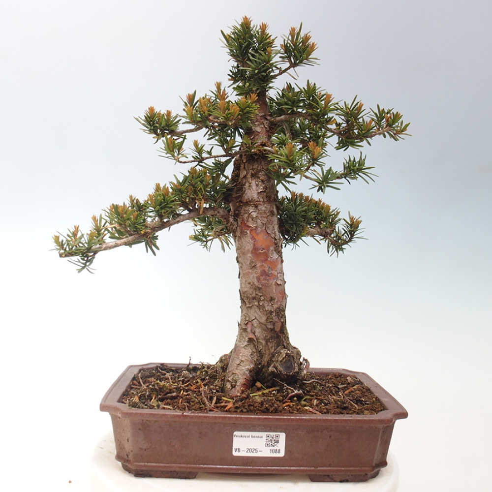Bonsai na zewnątrz - Taxus cuspidata - cis japoński