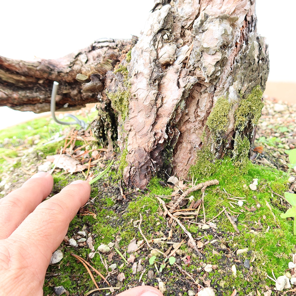 Pinus sylvestris Hiszpania – sosna zwyczajna