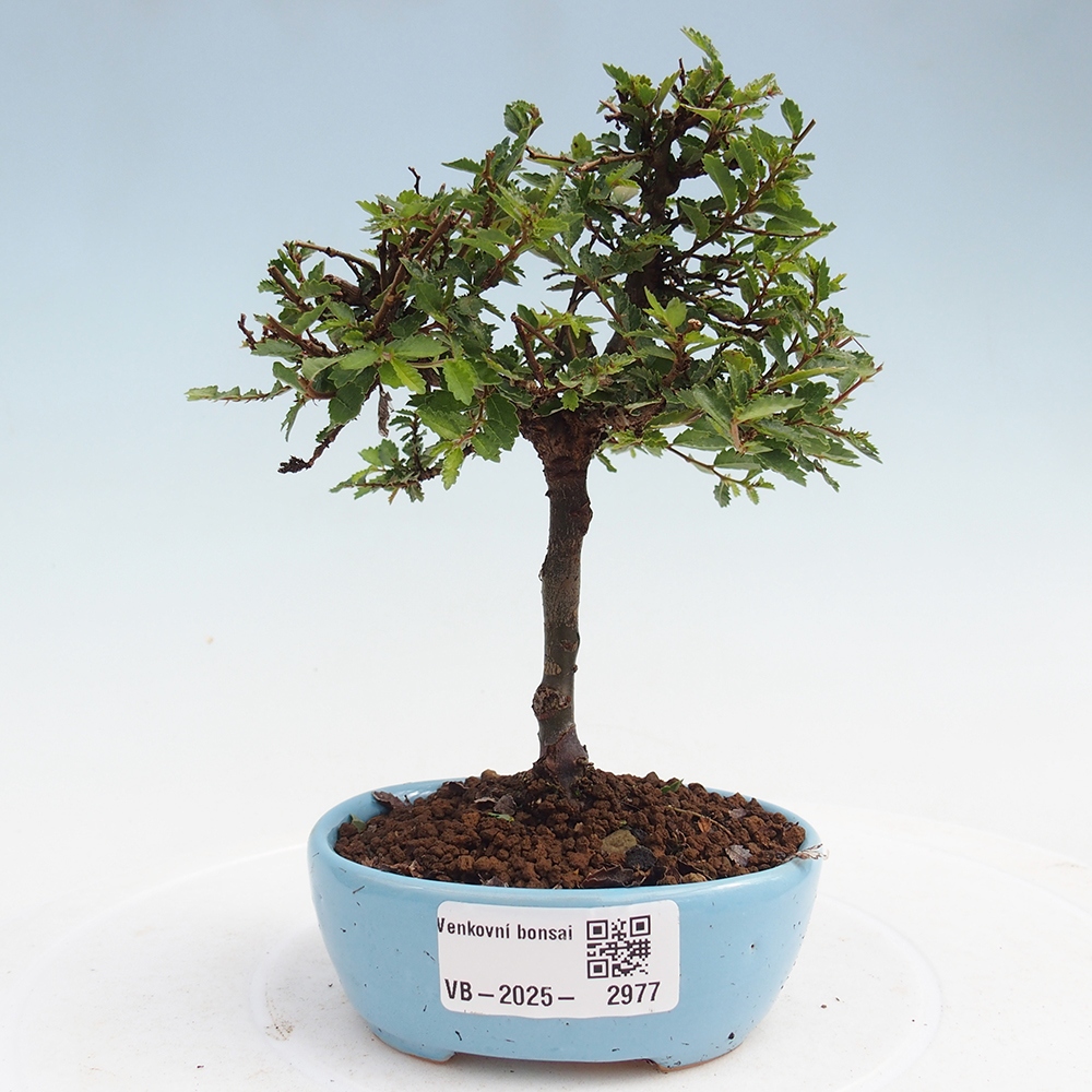 Bonsai zewnętrzne - Ulmus parvifolia Sagei - Wiąz drobnolistny
