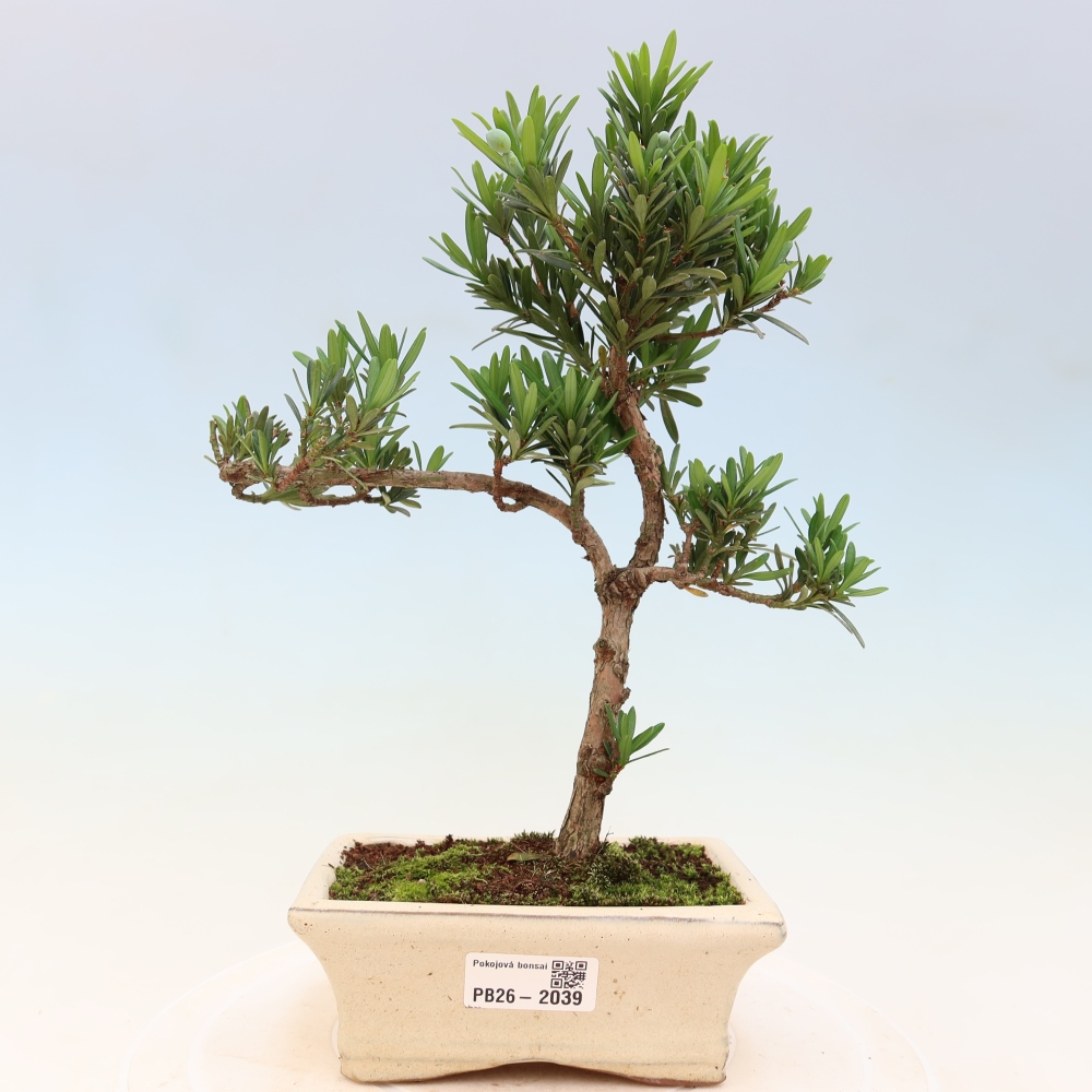 Pokój bonsai - Podocarpus - Kamienny cis