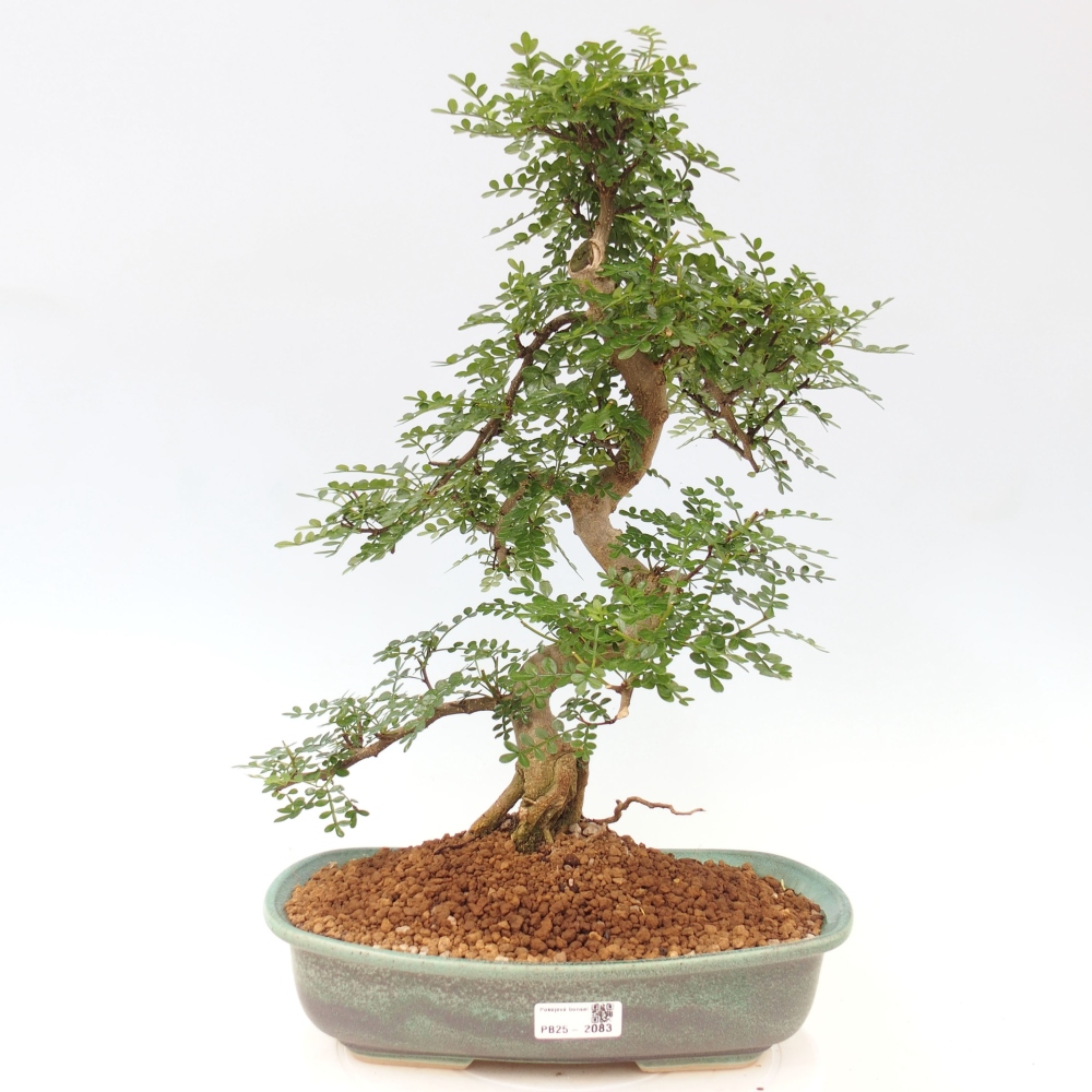 Bonsai do wnętrz - Zantoxylum piperitum - Mięta pieprzowa