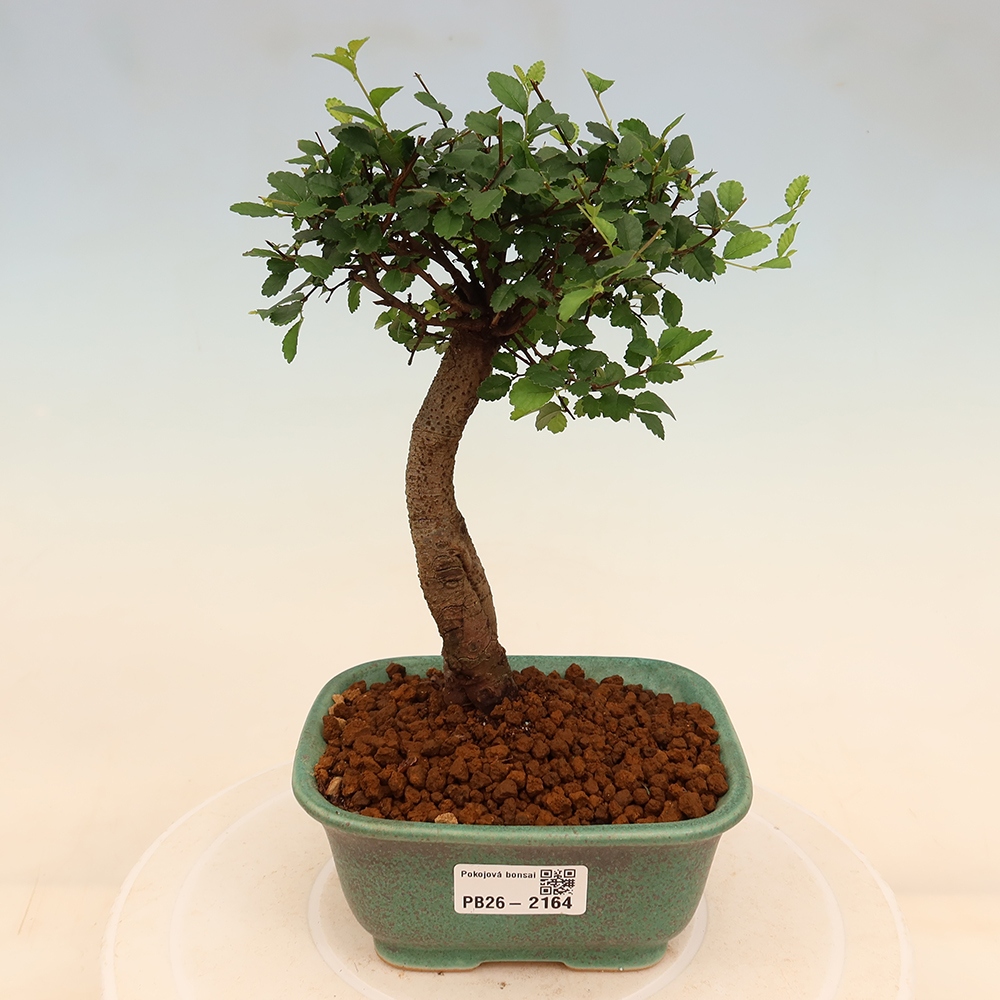 Pokój bonsai - Ulmus parvifolia - Wiąz drobnolistny