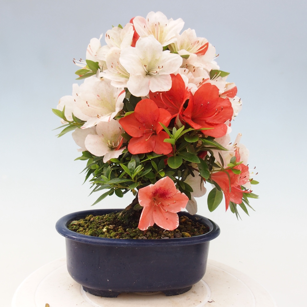 Bonsai ogrodowe - azalia japońska - Azalea Asazakura