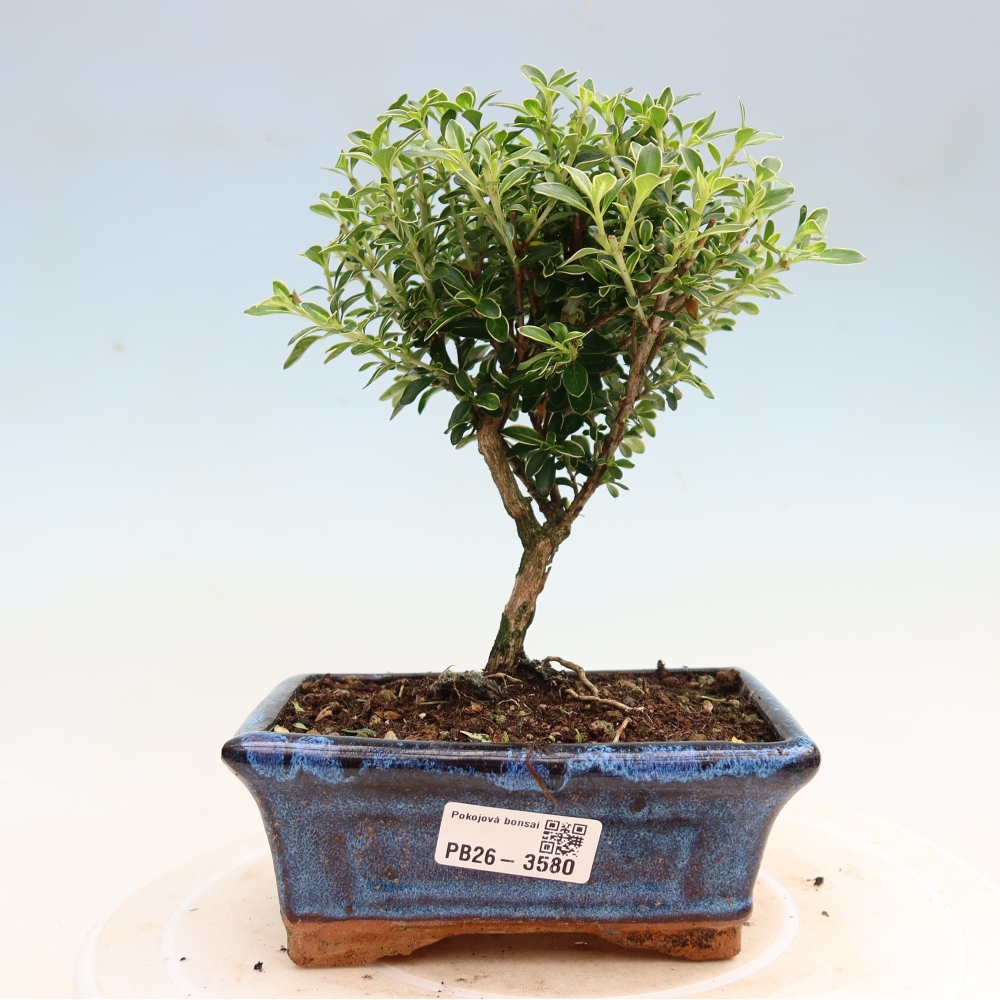 Bonsai pokojowe – Serissa foetida Variegata – Drzewo tysiąca gwiazd