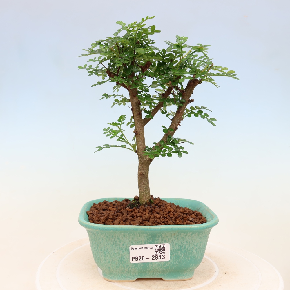 Pokój bonsai - Zantoxylum piperitum - drzewo pieprzowe