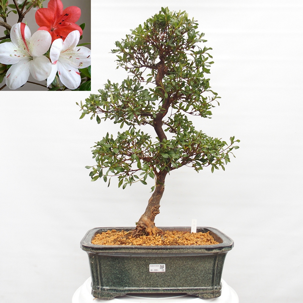 Bonsai zewnętrzne - Azalia japońska - Azalia Kisshoten