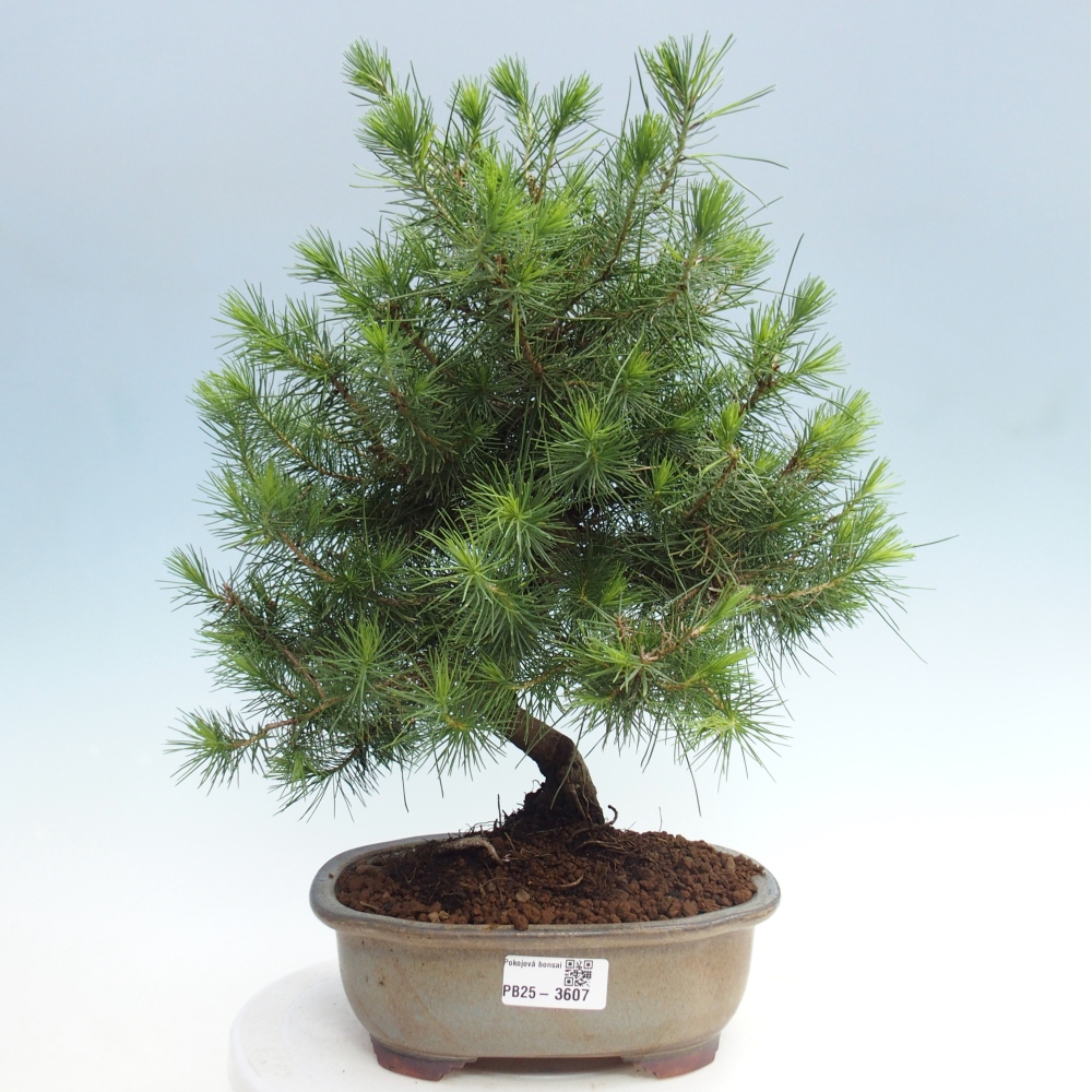 Pokój bonsai - Pinus halepensis - Sosna z Aleppo