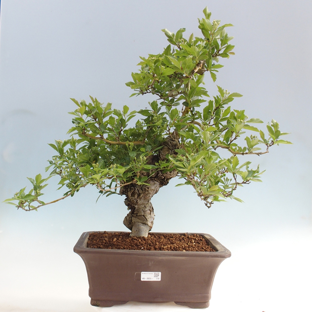 Outdoor bonsai - głóg - Crataegus cuneata