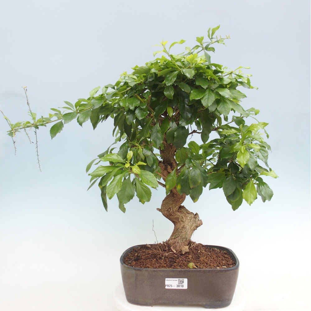 Bonsai pokojowe - Duranta repens -Duranta