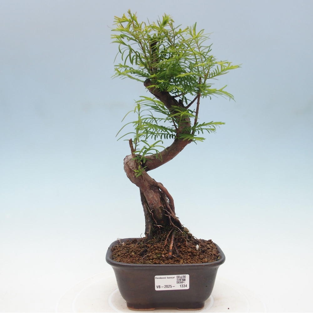 Outdoor bonsai - Metasequoia glyptostroboides - chińskie metasekvoje