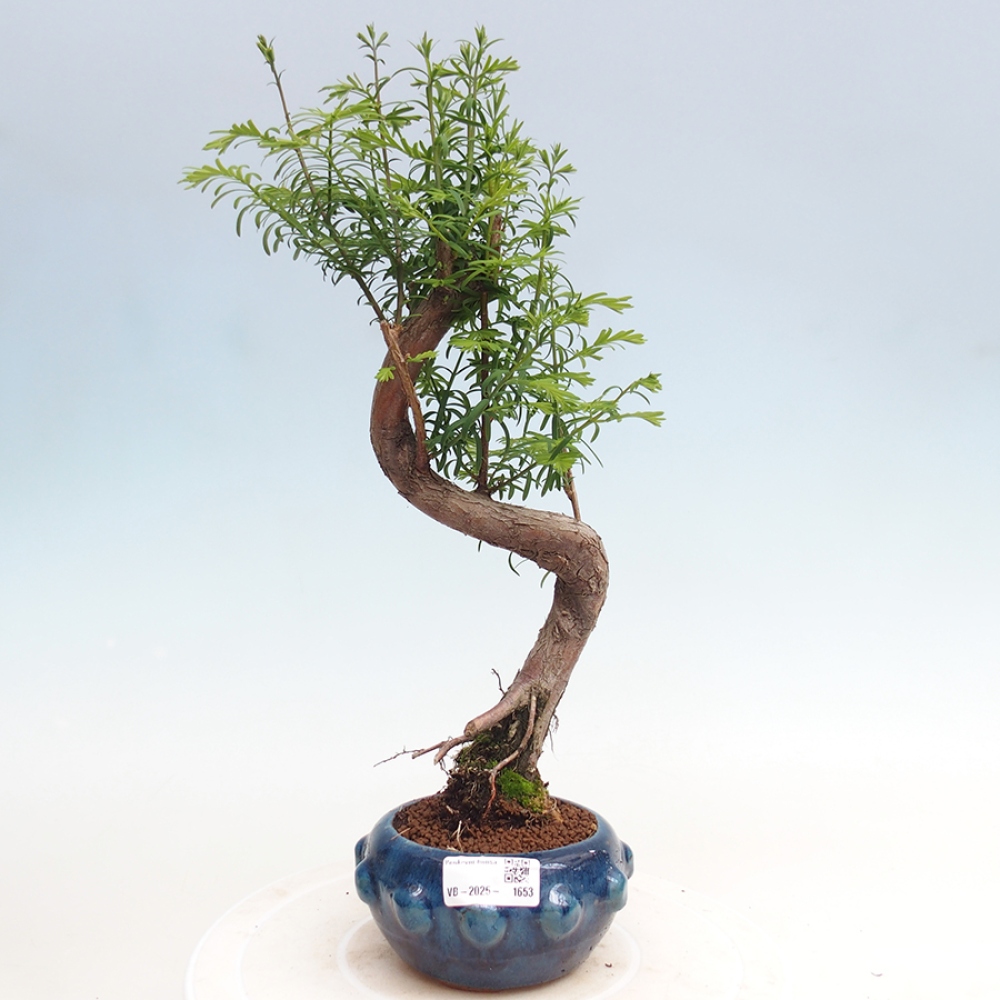Outdoor bonsai - Metasequoia glyptostroboides - chińskie metasekvoje
