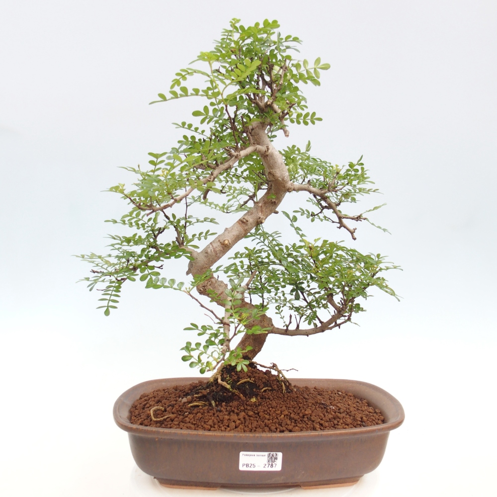 Bonsai do wnętrz - Zantoxylum piperitum - Mięta pieprzowa