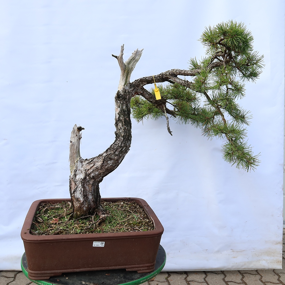 Pinus sylvestris Hiszpania – sosna zwyczajna