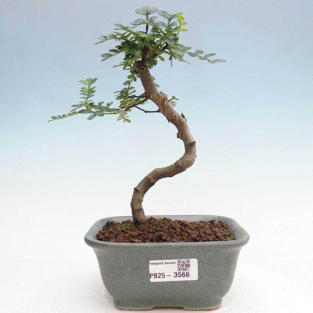 Pokój bonsai - Zantoxylum piperitum - drzewo pieprzowe