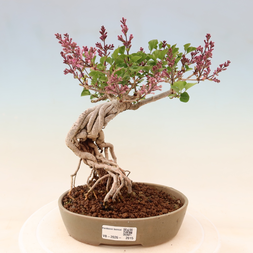 Outdoor bonsai - Syringa microphylla - liliowiec drobnokwiatowy