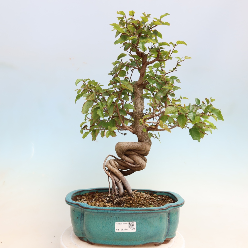 Outdoor bonsai - Carpinus CARPINOIDES - grab koreański