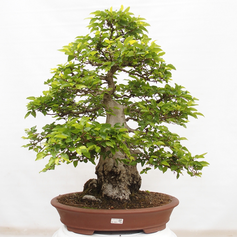Bonsai zewnętrzne -Carpinus CARPINOIDES - grab koreański