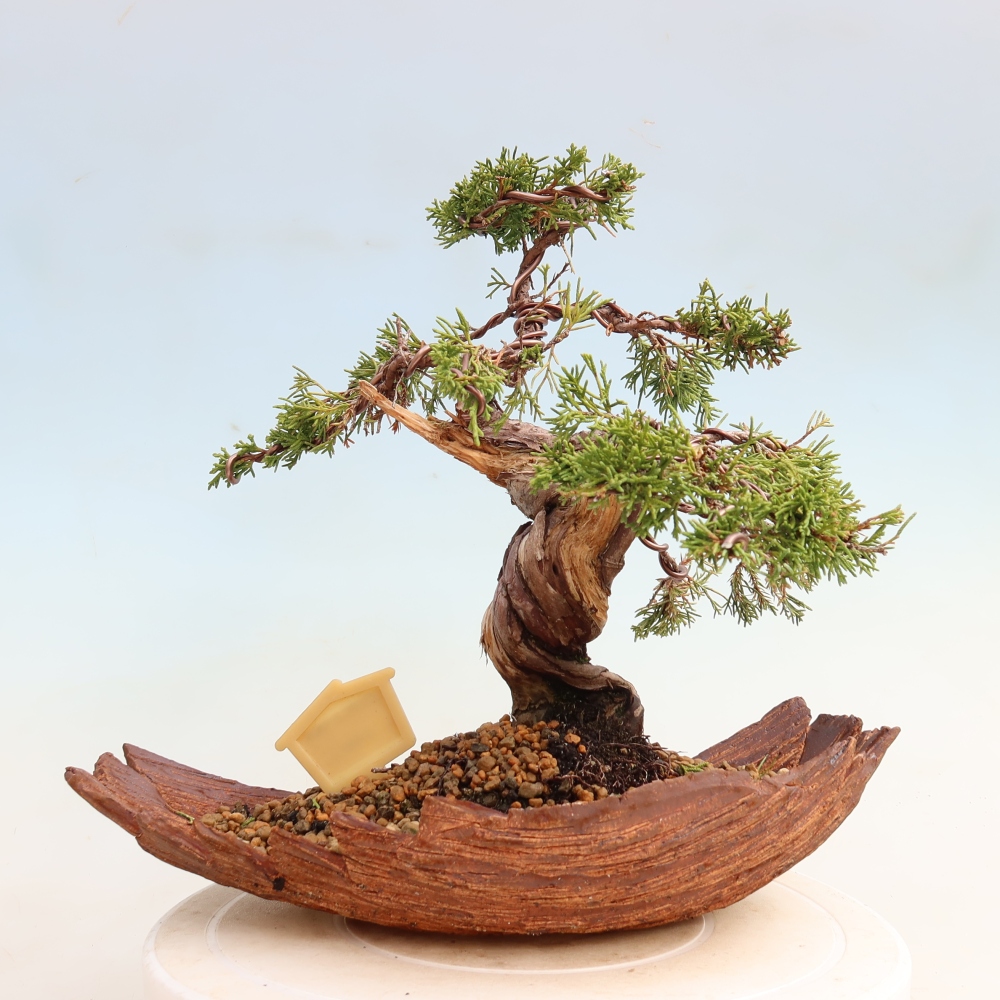 Bonsai ogrodowe – Juniperus chinensis Itoigawa – jałowiec chiński