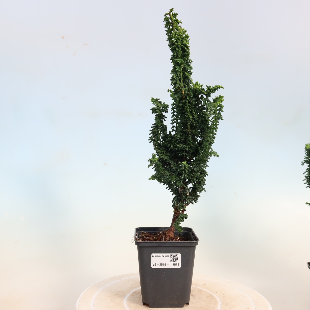 Bonsai zewnętrzne - Cham. obtusa SEKKA HINOKI - Cyprys