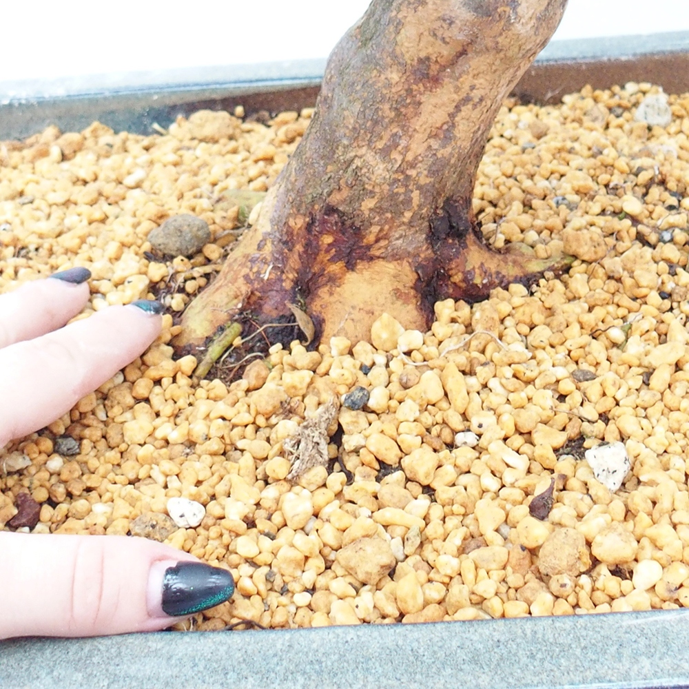 Bonsai zewnętrzne - Azalia japońska - Azalia Koki