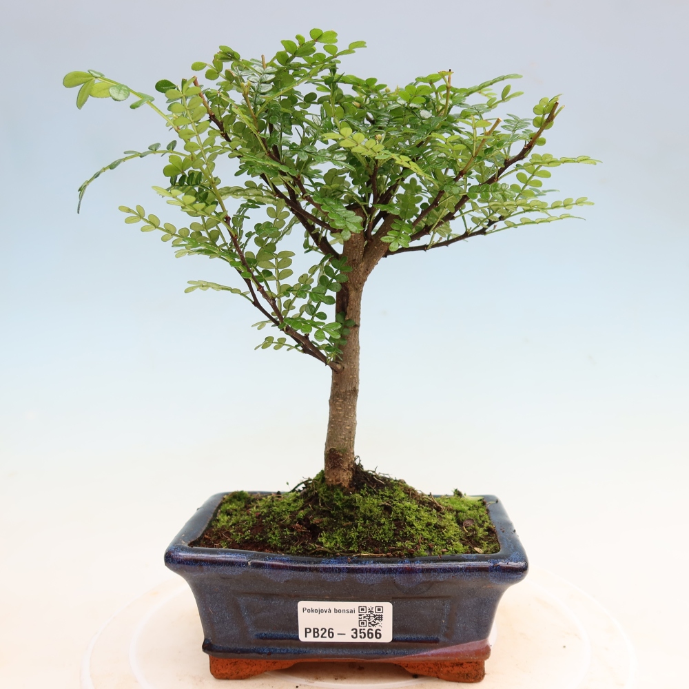 Pokój bonsai - Zantoxylum piperitum - drzewo pieprzowe