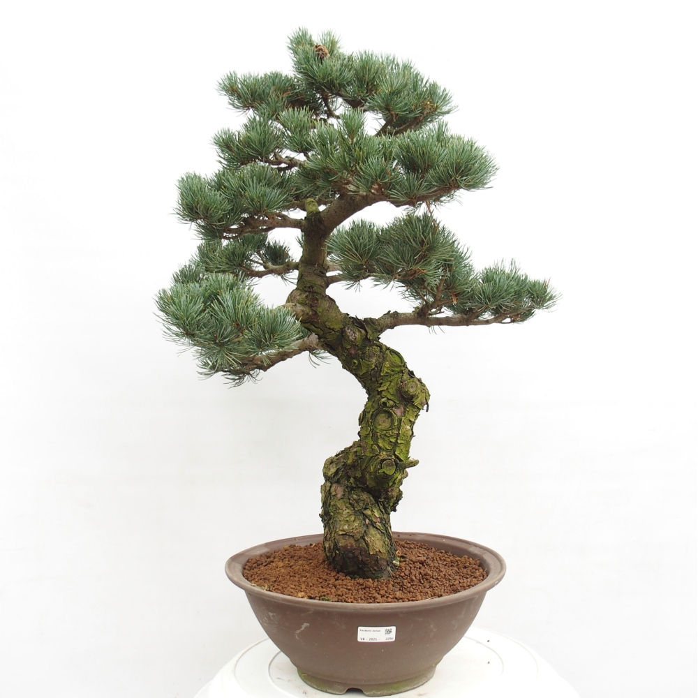 Outdoor bonsai - Pinus parviflora - Mała sosna