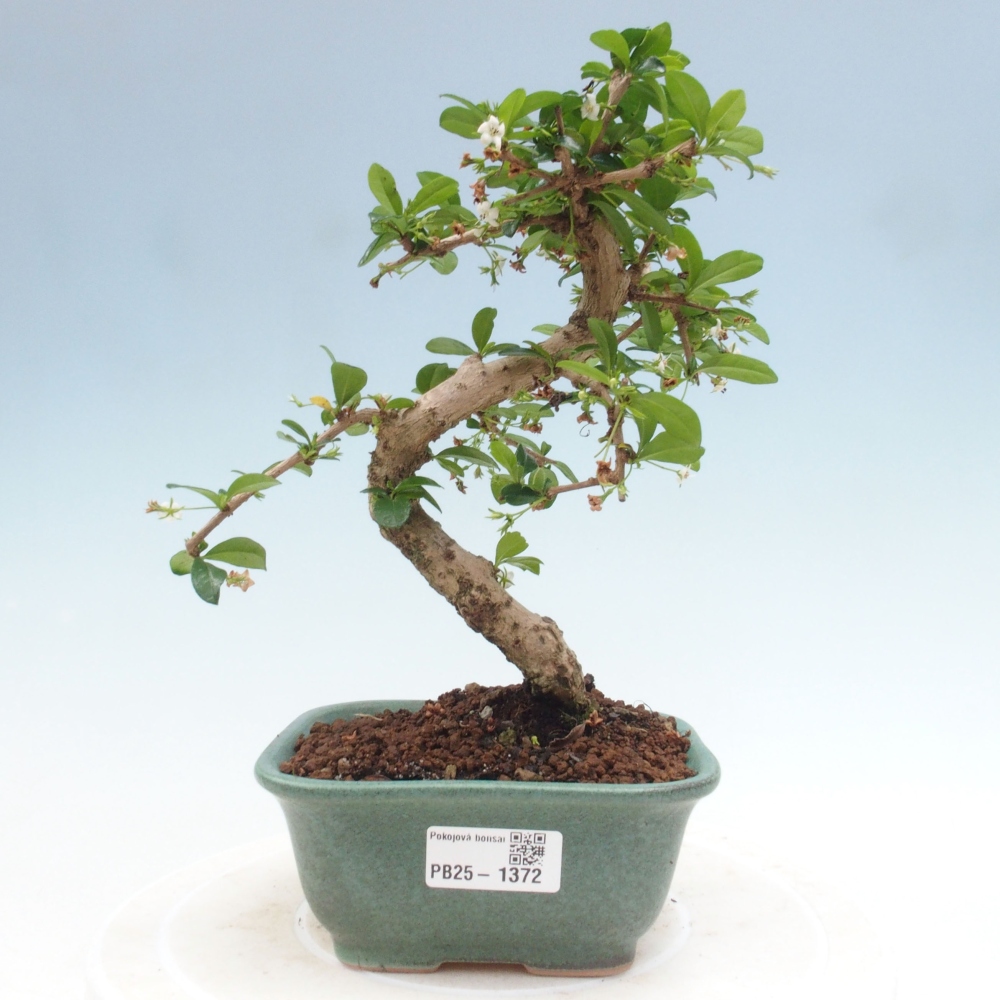 Bonsai wewnętrzne - Carmona makrophylla - Herbata Fuki