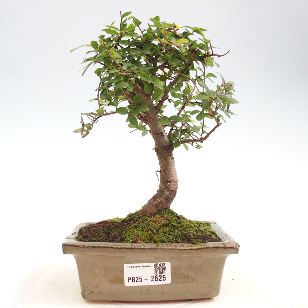 Kryty bonsai - Ulmus parvifolia - Wiąz drobnolistny