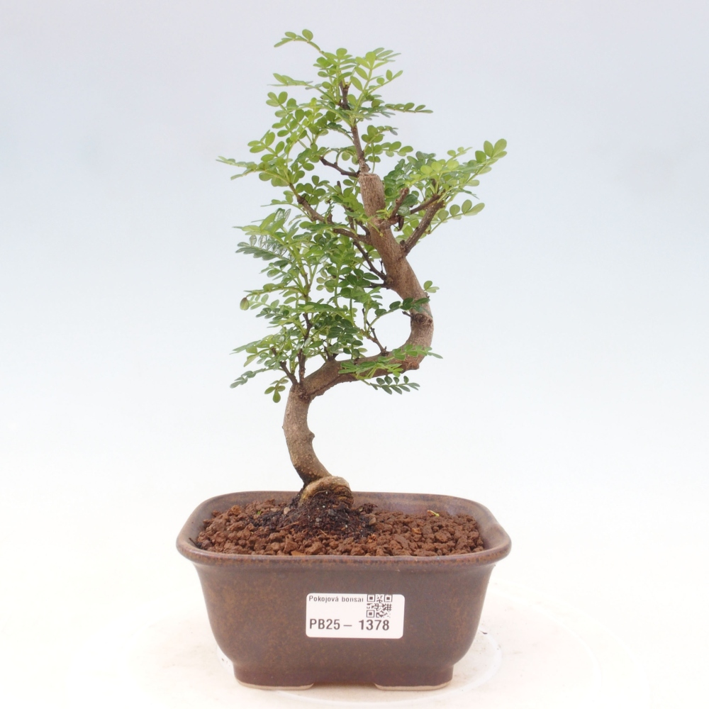 Kryty bonsai - Zantoxylum piperitum - Mięta pieprzowa